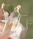  Stamens